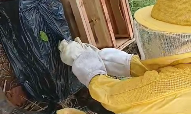 Fazenda da Esperança firma parceria com Apis Melifera para projeto de apicultura